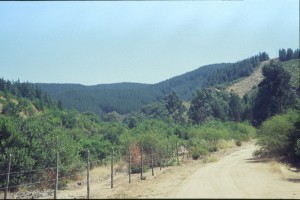 0132 cestou k Pacifiku - les.jpg